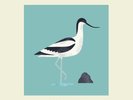 BERT JANSCH - AVOCET   VINYL LP + MP3 NEW+