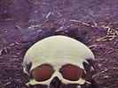 1971 MAGGOT BRAIN - FUNKADELIC - STONED WAH-WAH HENDRIX HARD WILD ACID PSYCH-OUT