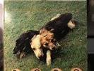 Ten Songs For Another World Swans Jarboe 1990 The World Of Skin + Rare booklet