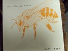 THE LIFE & TIMES Lost Bees LP SEALED alt-rock Shiner Season To Risk Slimstyle