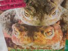 PETER AND THE TEST TUBE BABIES MATING SOUNDS OF SOUTH VINYLE NEUF NEW VINYL LP