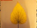 DEPECHE MODE - FREELOVE (UK, 2001, MUTE PROMO 2 x 12
