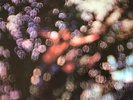 PINK FLOYD - - OBSCURED BY CLOUDS - - Rare 1972 Australian HARVEST 12