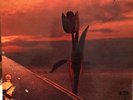 Parachute (SHVL 774 - 1970)  by The Pretty Things