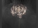 Editors - Weight Of Your Love Vinyl LP2 Pias Ame NEU