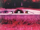 Hot Rats by Frank Zappa (Vinyl, Aug-2016, Zappa Records) NEW   FREE SHIPPING