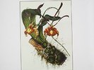 Botanist - VI: Flora