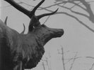 AGALLOCH - The Mantle  2XLP limited white