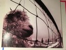 Vs. (LP) by Pearl Jam Vinyl Original 1993 Release
