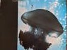 THE CHILLS - SUBMARINE BELLS 1990 LP