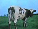 Pink Floyd Atom Heart Mother SHZE 297 Harvest Vinyl LP