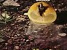 BATTIATO,FRANCO-POLLUTION  VINYL LP NUOVO (Importazione USA)