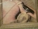 COWS  LP SEXY PEE STORY PUNK ROCK NOISE AMPHETAMINE REPTILE Records, MELVINS