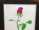 CHAS ROSE Child of the Universe NM  Extradition Pip Proud Tully Nick Drake RARE