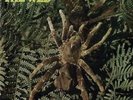 THE WEB - THERAPHOSA BLONDI - NEW