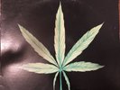 CANNABIS Joint Effort Lp ORIG 1972 Stoner Hard Blues Rock Metal Black Sabbath 