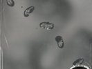 Peter Gabriel, Up (Promo) 200g 2LP from the Michael Hobson Archives