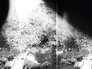 GODSPEED YOU  BLACK EMPEROR-ASUNDER, SWEET & OTHER DISTRESS`  VINYL NEW