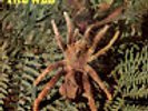 THE WEB Theraphosa Blondi BRITISH PROG PSYCH AKARMA TAPESTRY 180G LP LIM 250