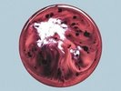 MILKY CHANCE - BLOSSOM NEW VINYL