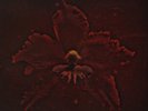 Machine Head-Burning Red (1LP Coloured)  VINYL NEW