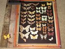MAYFLY - MAYFLY - FOLK ROCK - NEW - LP RECORD