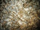 Horse Feathers - Thistled Spring [New Vinyl LP]
