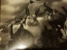 Rush presto lp ex condition