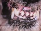 BLANCK MASS - World Eater - Vinyl (LP)
