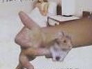 SONIC YOUTH A Thousand Leaves 2LP Vinyl NEW