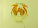 Kings Of Leon Aha Shake Heartbreak Limited Edition 2004 White Vinyl LP NM CGO026