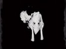 Sigur R?s-Kveikur  (UK IMPORT)  Vinyl / 12