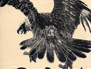 TUCKY BUZZARD 