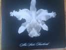 Kings of Leon Aha Shake Heartbreak Vinyl Double LP Record 2004, Clear Vinyl