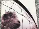 Pearl Jam: Vs (Vinyl) LP