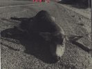 Pearl Jam Fan Club X-Mas 45 record 