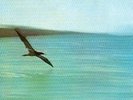 CHICK COREA 