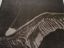 My Dying Bride  Turn Loose The Swans 1993 Vinyl [VILE39] Rock
