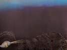 LIGHT OF DARKNESS -  Same S/T - LP - Re - Long Hair