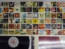 PEARL JAM NO CODE EPIC EPC 484448 1 Japan VINYL LP