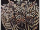 ZZEBRA Panic POLYDOR PD-6043 LP SEALED