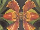 Hubert Laws Land Of Passion Columbia Vinyl LP