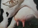 2 LP 33 Aerosmith ?Get A Grip Geffen Records GEF 24444 holland 1993