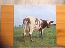 Pink Floyd 12