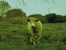 Chickn-Chickn-Greek Alternative Psychedelic Rock-NEW 2LP+CD