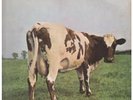 PINK FLOYD Atom Heart Mother LP VINYL UK Harvest 1970 5 Track Original VG/VG