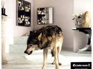 Grinderman 2 (12
