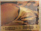 Insect Warfare / Hatred Surge split 7