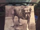 ALICE IN CHAINS Dbl LP self titled 1995 Columbia grunge rare vinyl copy