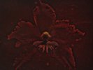 Machine Head-Burning Red (1LP Coloured) (UK IMPORT) VINYL NEW